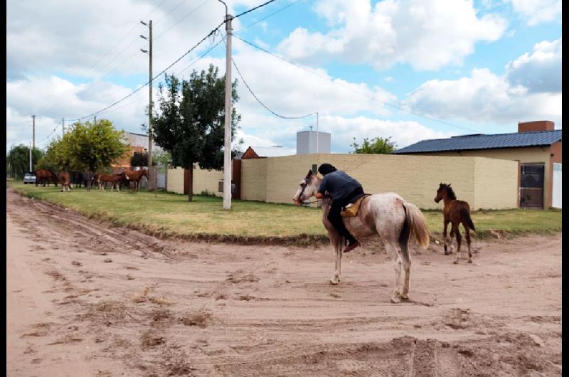 caballos 2