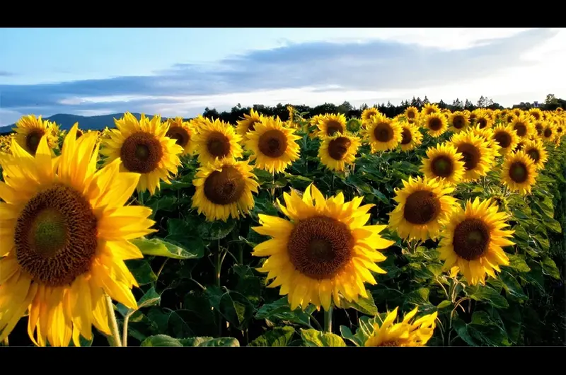 girasol d