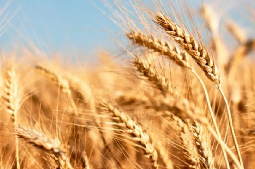 Cereales: La Pampa exportó U$S 380 millones en el semestre :: El Diario ...