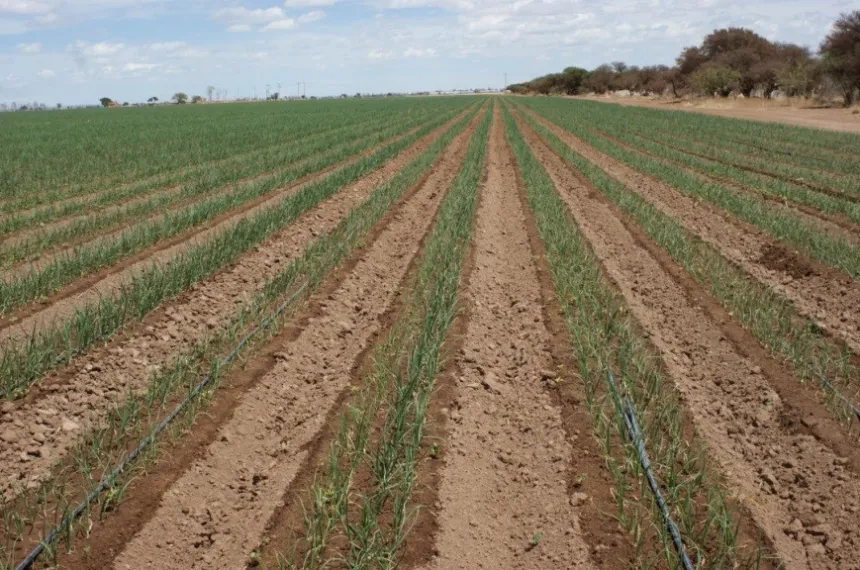 Bases técnicas para definir la fecha de siembra en La Pampa :: El ...